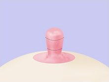 유두 몸통을 가로지르는 점선으로 세 부분을 나눈 단면 일러스트