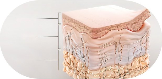 표피·진피·피하지방 세 층으로 이루어진 피부 단면 3D 다이어그램