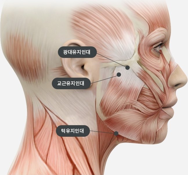 측면 얼굴의 표정근 해부 일러스트. 광대유지인대, 교근유지인대, 턱유지인대의 위치가 각각 표시되어 있다
