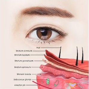 눈 클로즈업과 피부 단면 해부도가 합쳐진 의학 일러스트. 지시선으로 Hair, Stratum corneum, Stratum lucidum, Stratum granulosum, Stratum spinosum, Stratum basale, Sebaceous glands, Arrector pili 를 표기하고 있다