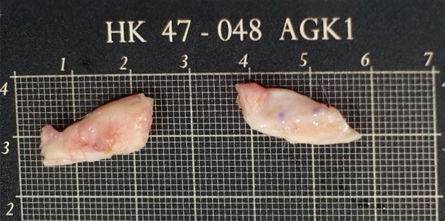 검은 무광 모눈 계측판 위에 나란히 놓인 옅은 살구빛 자가조직 표본 두 조각. 계측판에 'HK 47 - 048 AGK1' 이 각인되어 있다.
