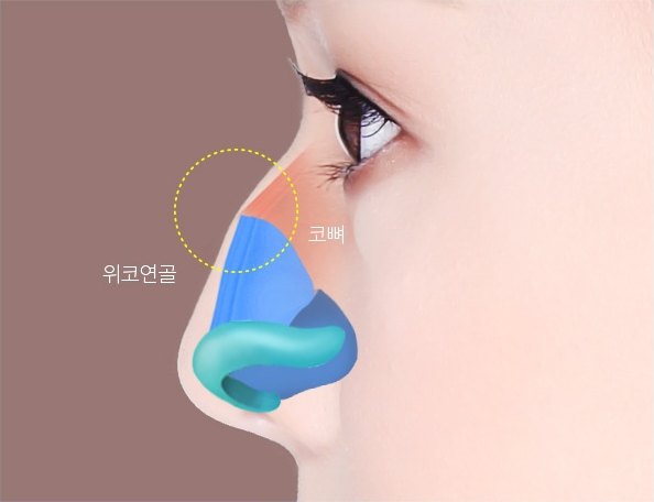 옆얼굴 위에 코뼈와 위코연골 위치를 색으로 표시한 해부 일러스트 (라벨: 코뼈, 위코연골)