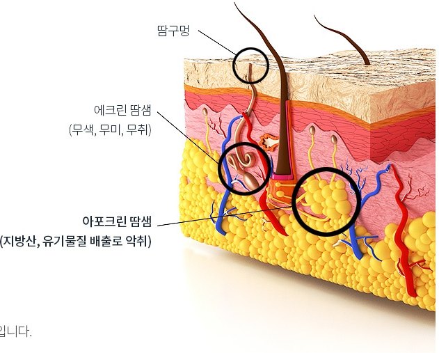 피부 단면 3D 해부 도해 — 땀구멍, 에크린 땀샘 (무색, 무미, 무취), 아포크린 땀샘 (지방산, 유기물질 배출로 악취) 을 검은 원으로 지시한 그림