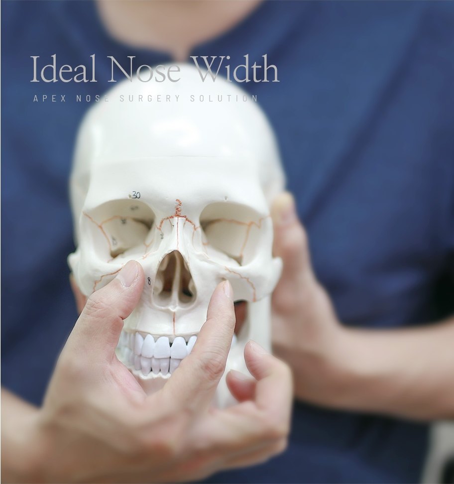 의료진이 두개골 해부 모형을 정면으로 들고 코 부위를 가리키는 사진. 사진 위에 "Ideal Nose Width", "APEX NOSE SURGERY SOLUTION" 문구가 인쇄되어 있다.