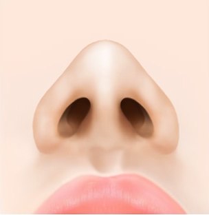 콧볼과 콧구멍이 작아진 수술 후 코 정면 일러스트